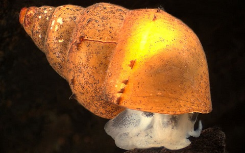 Expansión de la plaga de caracol de cieno en España